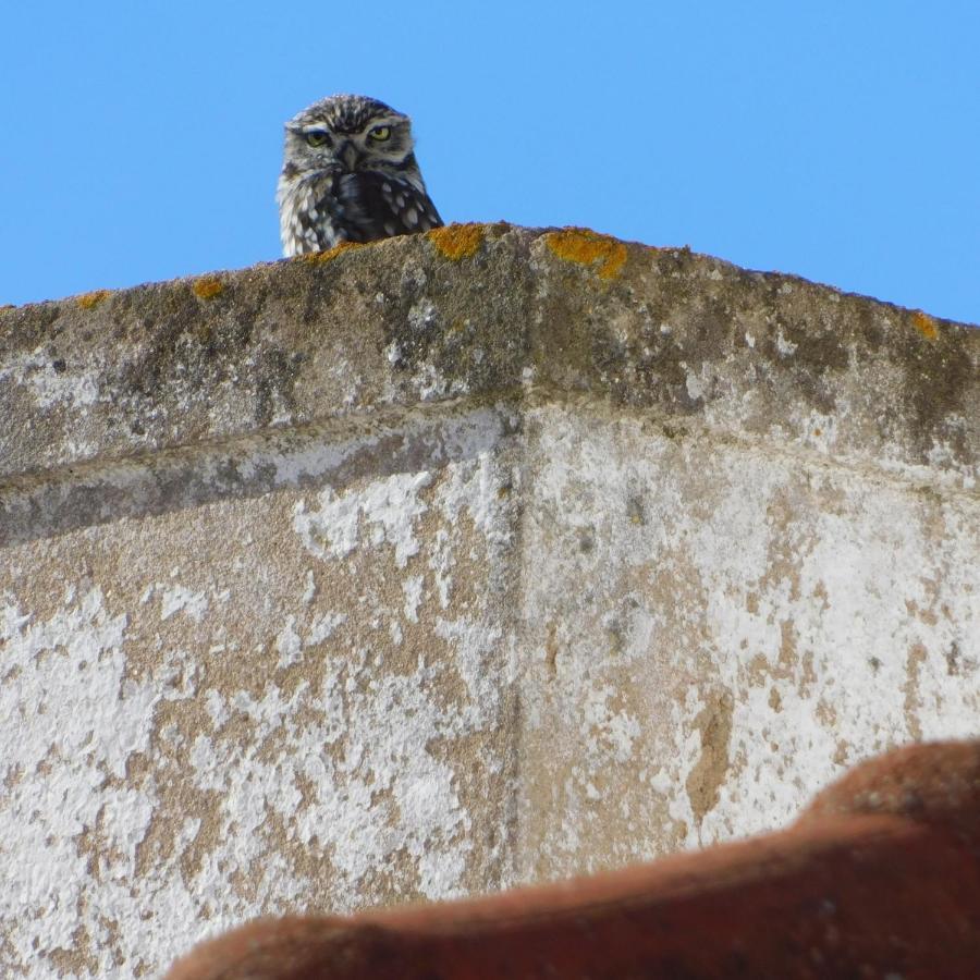 The Little Owls Nest Castro Verde Dış mekan fotoğraf
